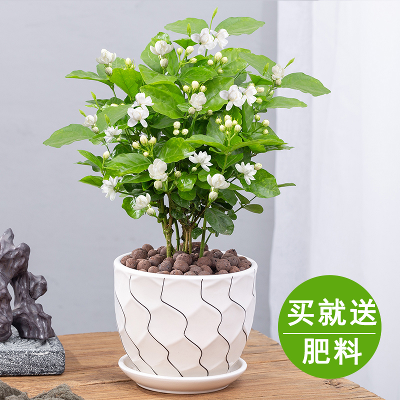 茉莉花盆栽重瓣开花浓香四季好养室内阳台庭院驱蚊防蚊观花卉绿植