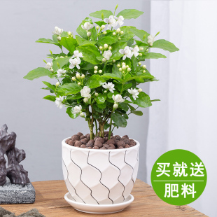 茉莉花盆栽重瓣开花浓香四季 好养室内阳台庭院驱蚊防蚊观花卉绿植