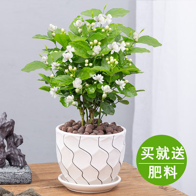 茉莉花盆栽可开花室内阳台植物