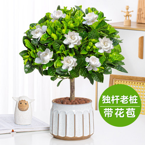 栀子花盆景价格 多少钱