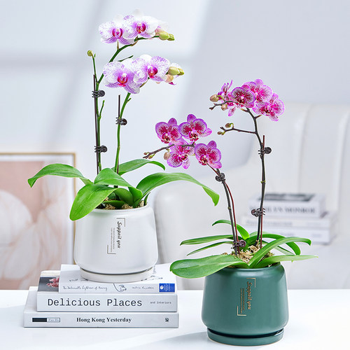 带花苞蝴蝶兰冬季年宵花卉