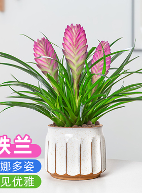 铁兰花盆栽紫色花卉带花苞室内好养开花净化空气桌面绿植盆景