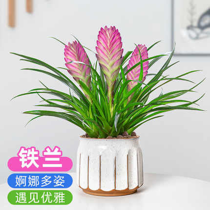 铁兰花盆栽紫色花卉带花苞室内好养开花净化空气桌面绿植盆景
