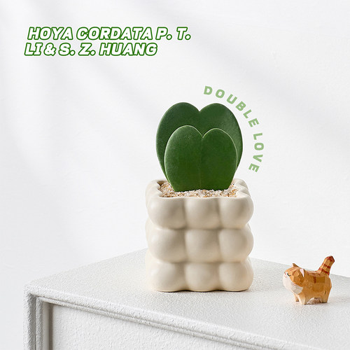 情人节礼物一片心绿植多肉植物