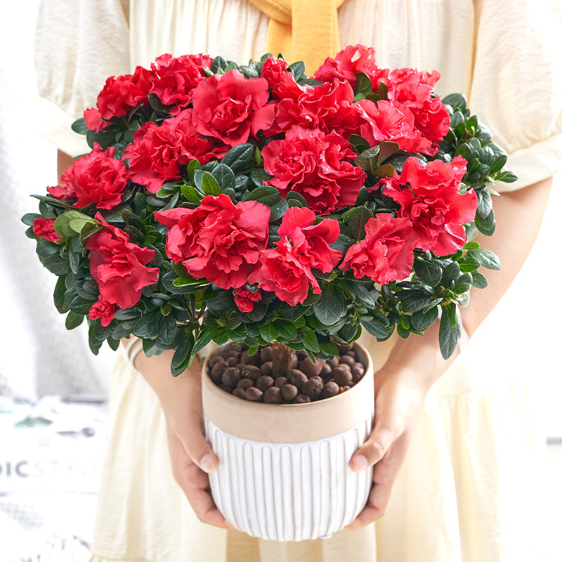 杜鹃花盆栽室内客厅开花植物花卉图片