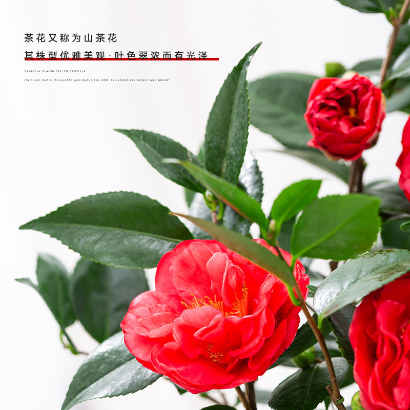 茶花盆栽树苗带花苞阳台客厅四季常青好养绿植大颗老桩造型花卉