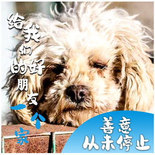 【慈善募捐】公益爱心捐赠救助流浪动物阿里巴巴公益