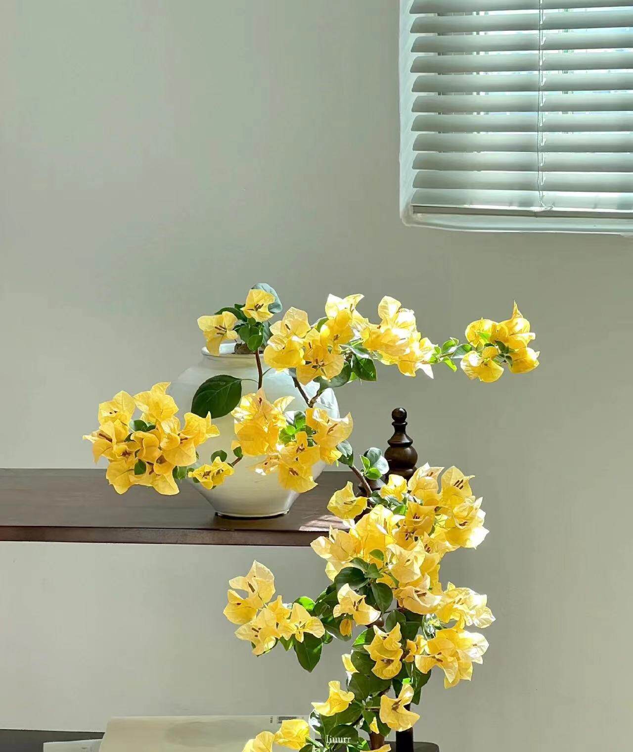 绿叶浅黄 盆栽盆苗三角梅四季爬藤植物花卉盆栽盆景老桩 扦插苗