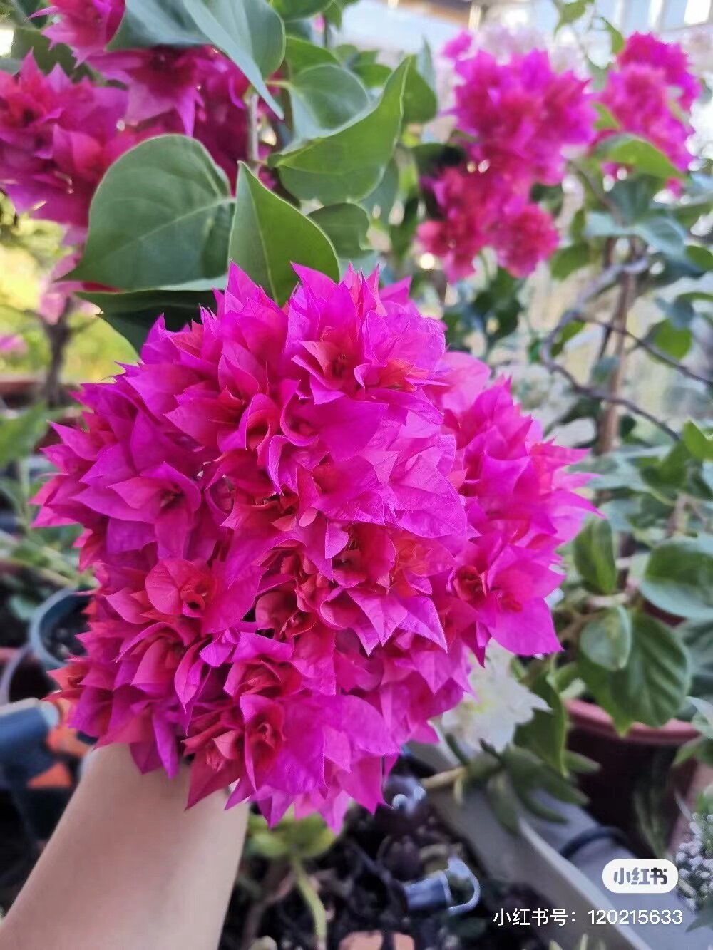 重瓣红三角梅 四季开花爬藤植物三角梅