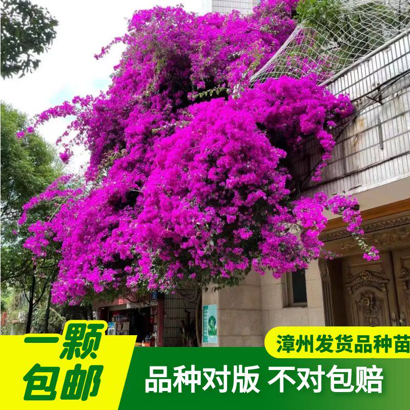 三角梅四季开花爬藤植物花卉盆栽扦插苗老桩盆景园林 包对版