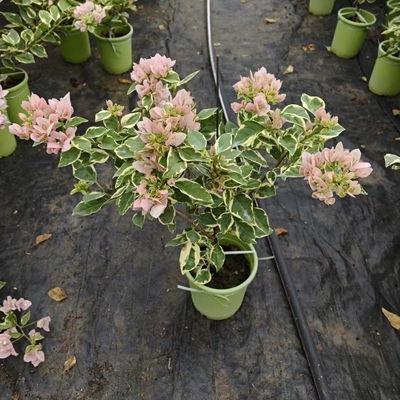 小斑叶丽人三角梅盆栽四季花朵