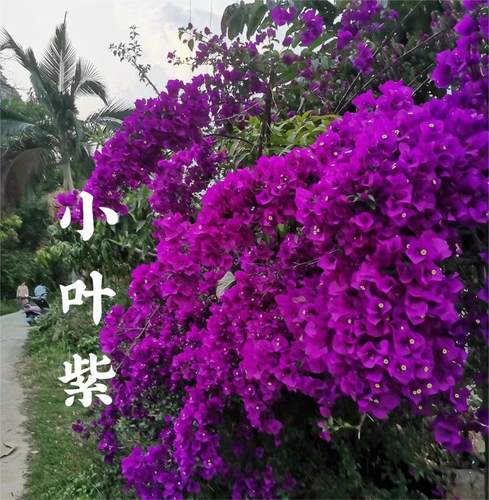小叶紫三角梅四季开花爬藤植物