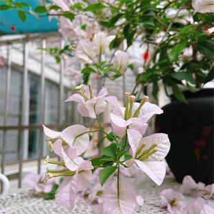 金心橙白红樱三角梅四季开花爬藤植物花卉盆栽包对版卡亚塔室外