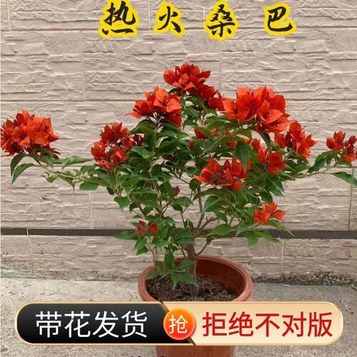 热火桑巴三角梅包对版爬藤植物