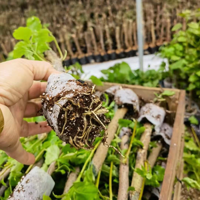 三角梅爬藤植物庭院阳台四季花