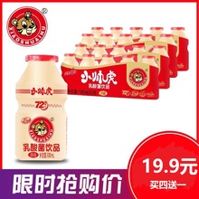小帅虎乳酸菌牛奶酸奶饮料整箱礼盒网红早餐纯奶儿童乳酸菌饮料