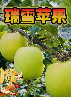 瑞雪苹果洛川苹果陕西正宗新鲜水果青苹果脆甜多汁纯甜爽顺丰应季