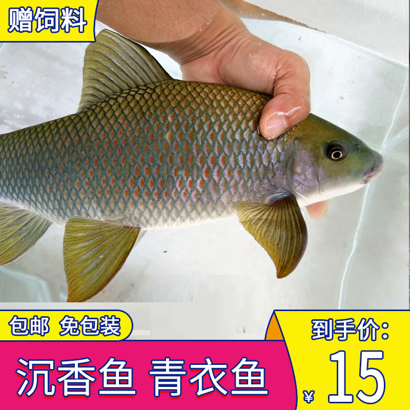 桂华鲮鱼青衣鱼热带鱼原生鱼冷水鱼观赏鱼金鱼活体鱼苗除藻工具鱼