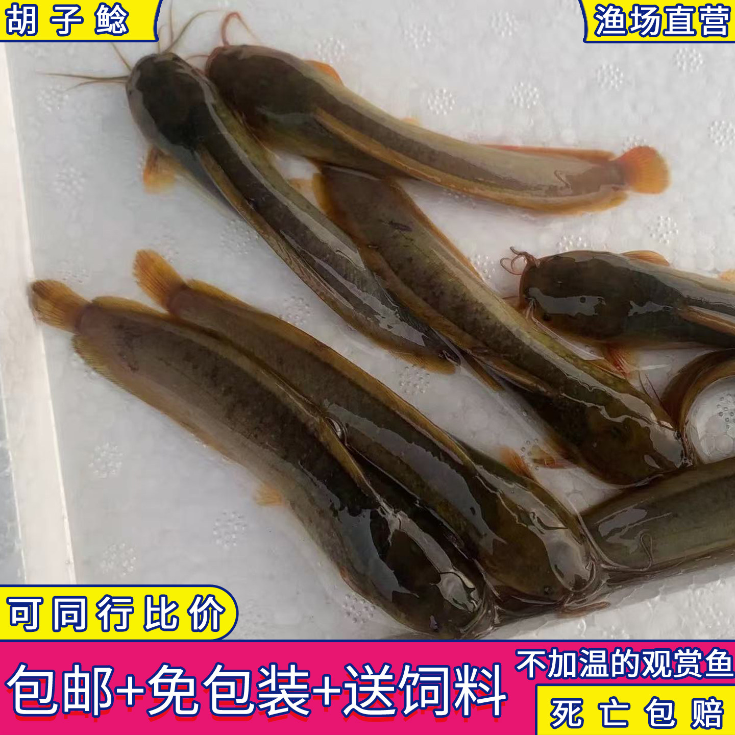 埃及塘鲺八须胡子鲶鱼苗热带原生鱼