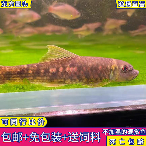东方墨头鱼除藻工具鱼吸鳅原生鱼冷水鱼热带鱼观赏鱼金鱼活体鱼苗