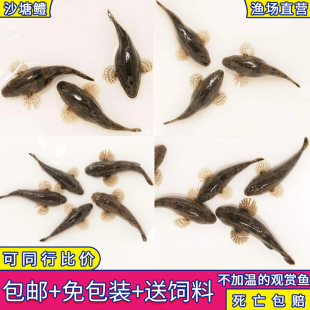 土布鱼沙塘鳢笋壳鱼虎头鲨热带原生鱼冷水观赏鱼金鱼活体鱼苗凶猛