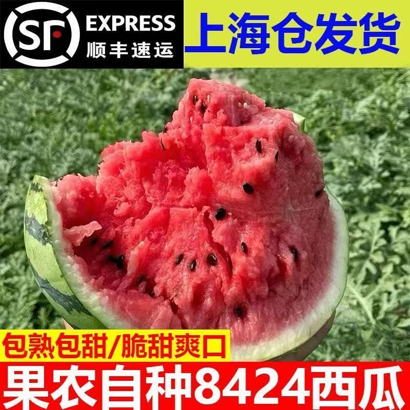 上海南汇本地西瓜8424单只/两只装现货夏季时令新鲜水果