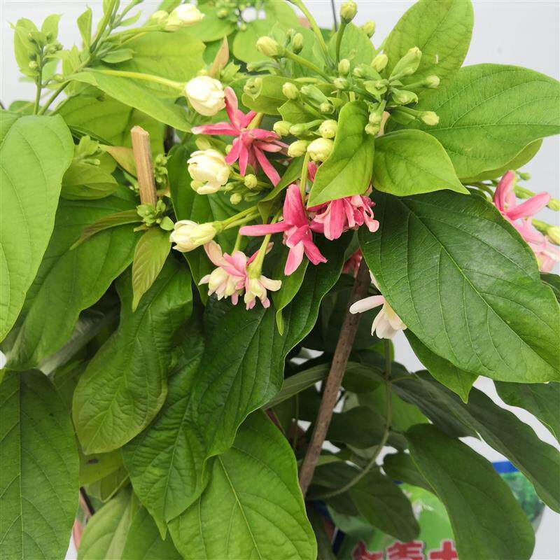 t使君子盆栽重瓣爬藤攀援藤本花卉绿植阳台庭院花园楼顶四季开花