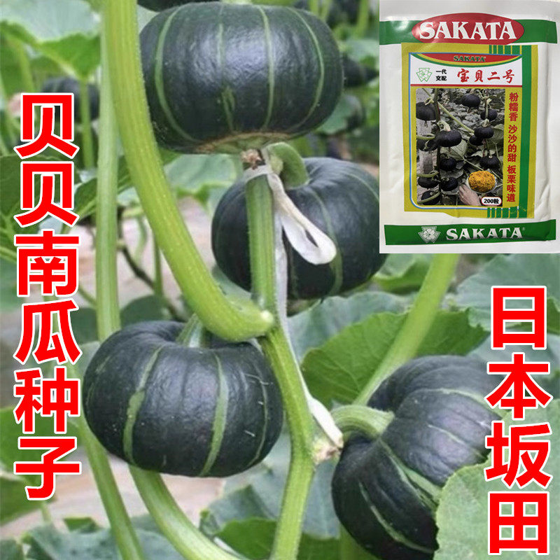 日本坂田贝贝南瓜种子宝贝二号南瓜种迷你南瓜粉糯香甜包邮