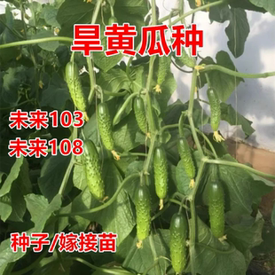 旱黄瓜种子未来103 108水果黄瓜籽强雌旱黄瓜苗大苞绿肉高产抗病