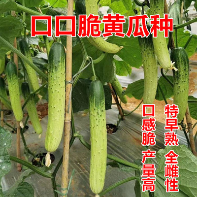 口口脆黄瓜种全雌口感好
