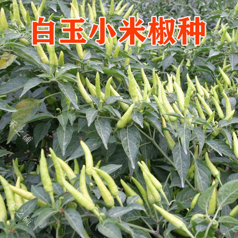 白玉小米椒种子朝天椒高产抗病泡椒小白米椒尖椒蔬菜种籽