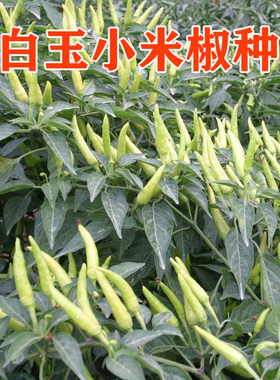 白玉小米椒种抗病好产量高