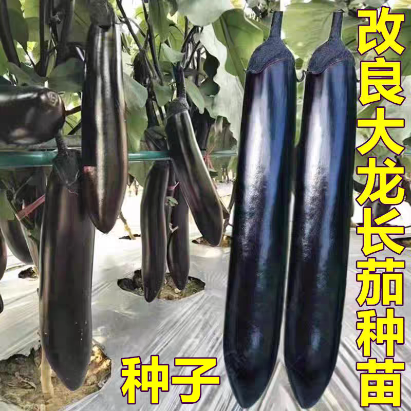 大龙高抗病口感好黑紫色长茄