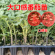 草莓番茄苗 大口感番茄苗 千禧苗 贝贝苗 大粉番茄苗 普罗旺斯苗