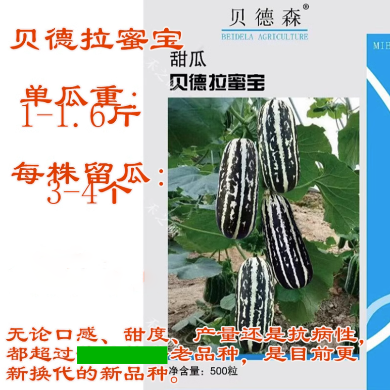 博洋9九号贝德拉蜜宝甜瓜种子博洋9九号香瓜甜瓜春季早熟羊角蜜瓜