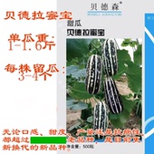 博洋9九号贝德拉蜜宝甜瓜种子博洋9九号香瓜甜瓜春季 早熟羊角蜜瓜