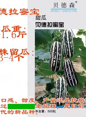 博洋九号德拉蜜宝甜瓜种子