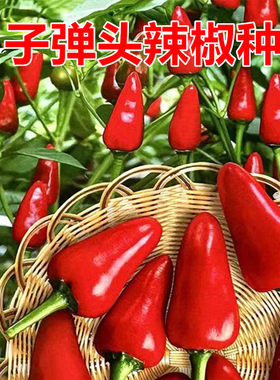 聚缘子弹头辣椒抗性强