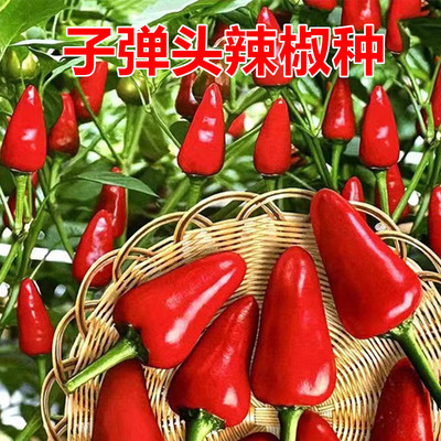 聚缘子弹头辣椒抗性强