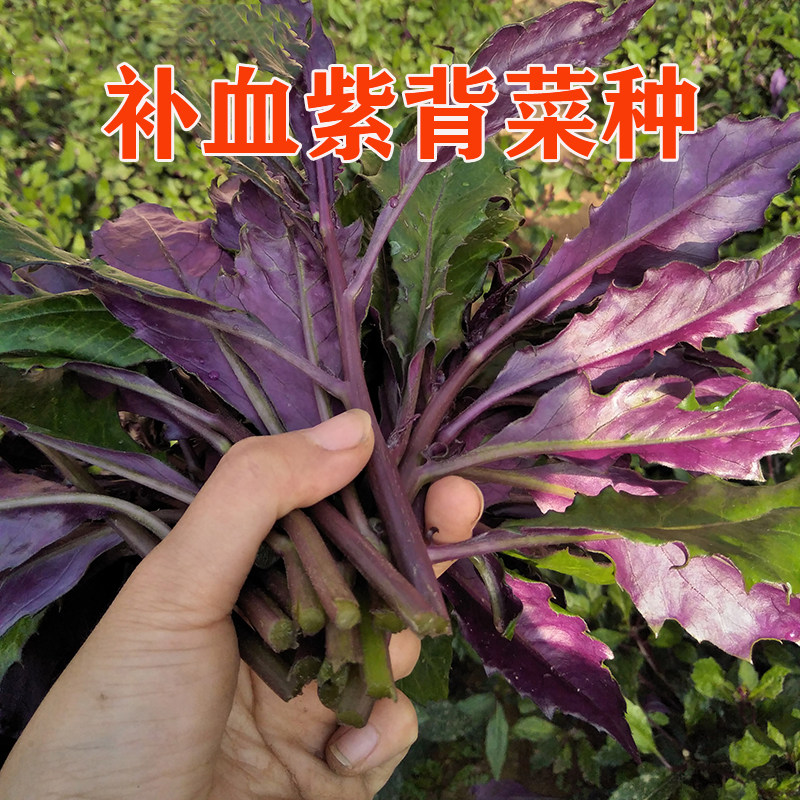 紫背菜种子 营养高补血观音菜特色保健红背菜 药用血皮菜蔬菜种籽