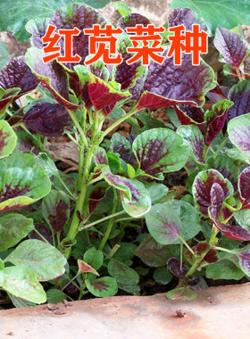 花叶红苋菜种子易种植保健长寿野菜口感糯滑四季可种蔬菜种籽