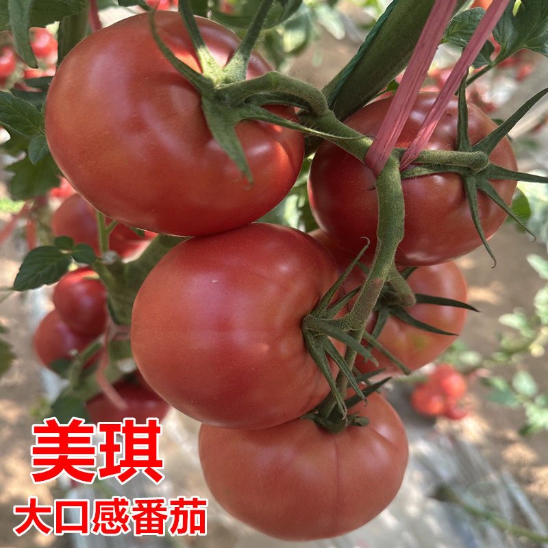 美琪大果口感番茄种子