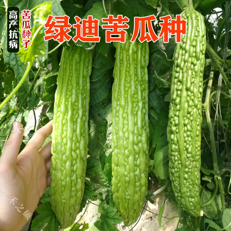 苦瓜种子苦瓜苗子油绿