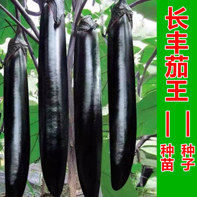 日本长丰茄王长茄子紫长茄种子高产抗病四季春秋种植紫把包邮