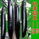 包邮 日本长丰茄王长茄子紫长茄种子高产抗病四季 春秋种植紫把