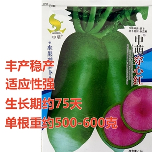 穿心红水果萝卜种子籽生吃脆甜青皮红瓤红心萝卜种子四季春夏秋播