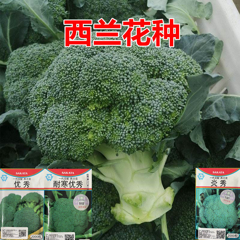 西兰花种子青花椰菜籽秋西兰花高产花菜西兰花种籽孑耐寒炎秀优秀