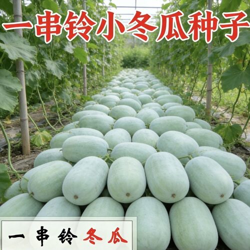 一串铃冬瓜种子耐寒耐热早熟