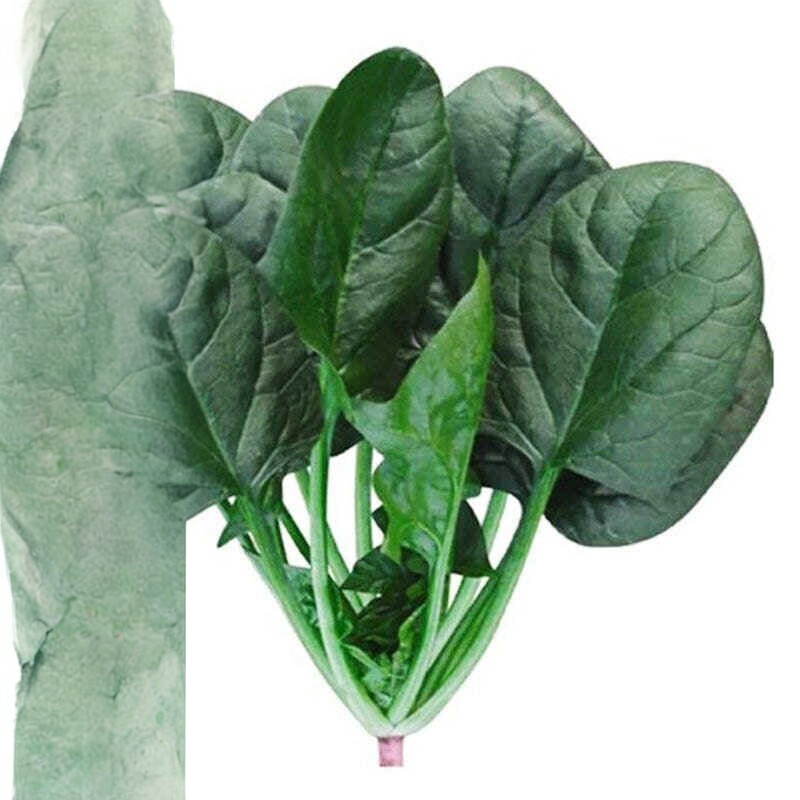菠菜种子  欧贝欧硕中早熟耐热抗病长速快叶厚蔬菜种籽包邮