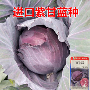 紫甘蓝种籽 紫色卷心菜种子包心菜大头菜洋白菜种子包邮 紫甘65